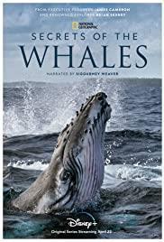 Secrets of the Whales Season 1 cover art
