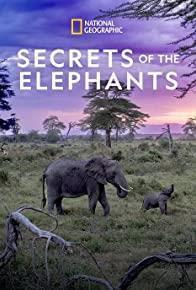 Secrets of the Elephants Season 1 cover art