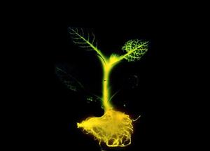 Glowing Plant: Natural Lighting without Electricity cover art