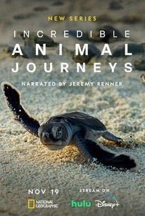 Incredible Animal Journeys Season 1 cover art
